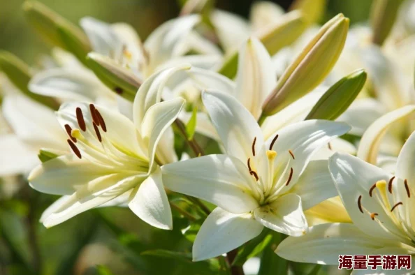 《梦幻西游》手游：揭秘死亡禁锢变身卡，解锁战斗新策略与独特效果概览