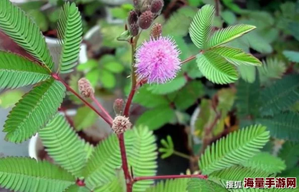 害羞草研究所：科学家揭示植物反应机制，助力生态保护与生物多样性研究新进展