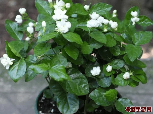 浓精浇灌小白花与普通版的生长效果对比研究：不同施肥方式对植物生长的影响分析