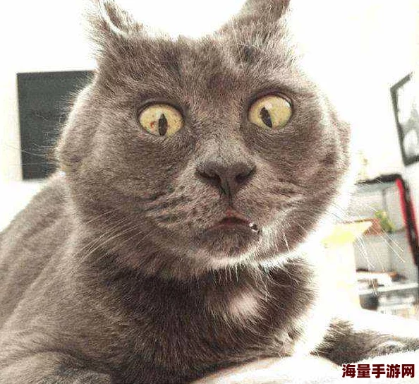 猫咪tv最新地域网名怎么取：为爱猫人士提供创意灵感，帮助他们在社交平台上选择独特而有趣的昵称
