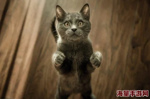 创意指导：从零打造高效我的世界猫咪收集器——刷猫塔详细建造技巧与策略分享