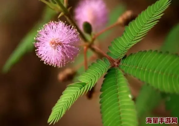 老狼含羞草无人区：探讨这一神秘区域的生态特征及其对生物多样性的影响，揭示自然界中的奇妙现象