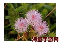 老狼含羞草无人区：探讨这一神秘区域的生态特征及其对生物多样性的影响，揭示自然界中的奇妙现象