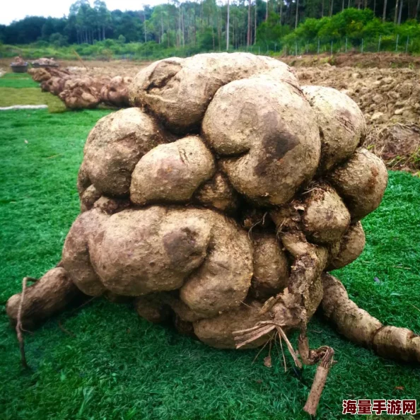欧美无毛：新趋势引发热议，美容行业如何应对这一变化？