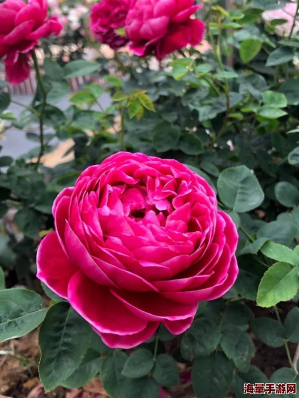 《世界2：风暴帝国》法师角色伊芙全面解析——属性、技能与图鉴详解