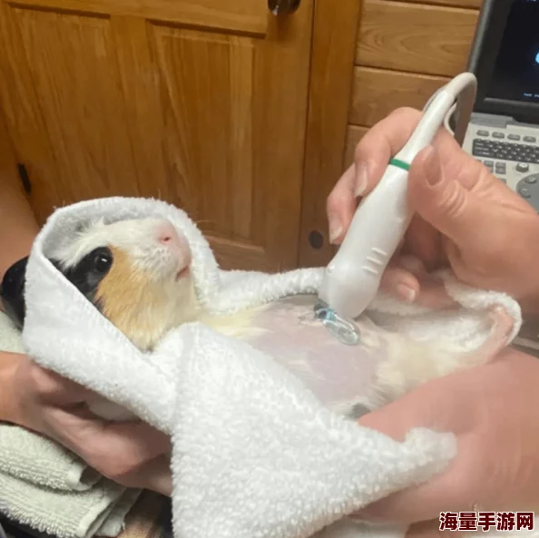 灌到怀孕h鼹鼠