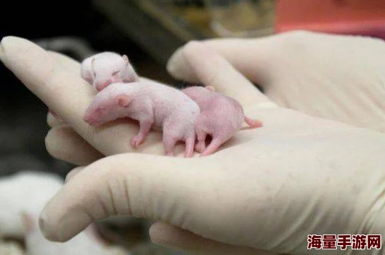灌到怀孕h鼹鼠