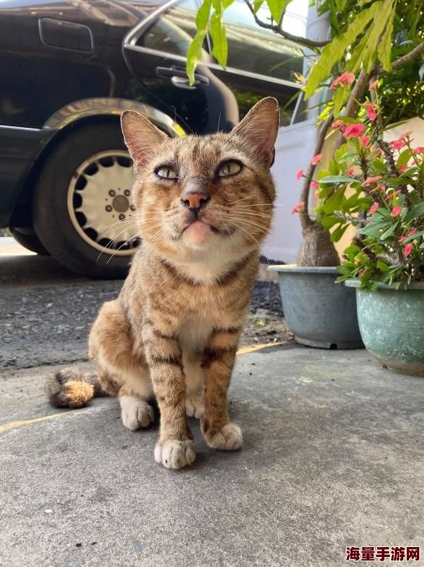 精灵萌宝贝系列新成员：猫老大详细介绍及可爱魅力大公开！