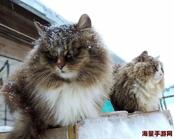 精灵萌宝贝系列新成员：猫老大详细介绍及可爱魅力大公开！