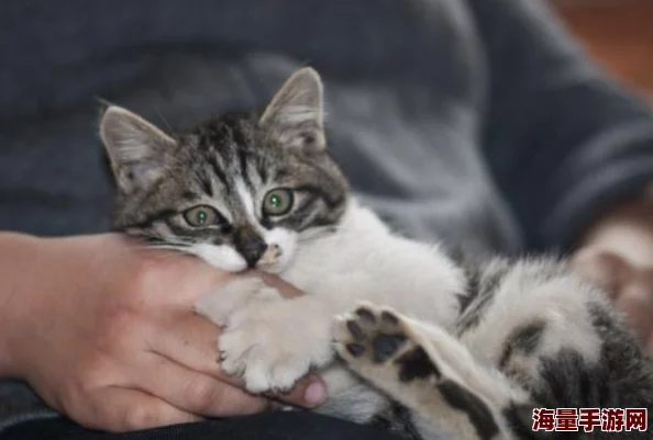 精灵萌宝贝系列新成员：猫老大详细介绍及可爱魅力大公开！