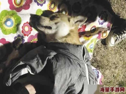 秽乱常伦h最近在某小区发现了一只迷路的宠物狗，主人正在寻找中