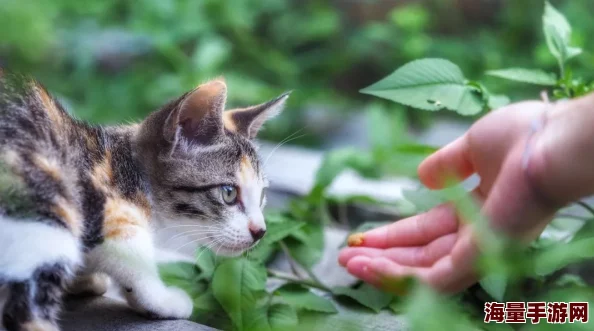 久久这里精小区里来了只流浪猫，居民们自发组织喂养和照顾它，现在它成了社区的“吉祥物”
