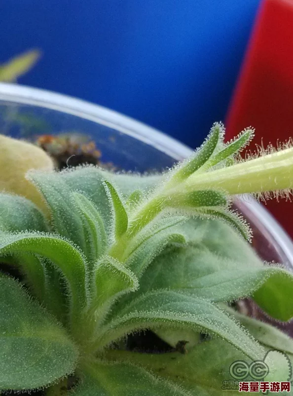 惊人发现！棘背龙的食谱揭秘：竟偏好一种罕见植物饲料，改写古生物饮食认知