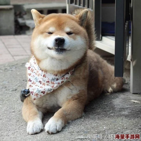 日本老太毛茸茸让我们感受到生活的温暖与快乐，珍惜每一个简单的瞬间，享受生活的美好。