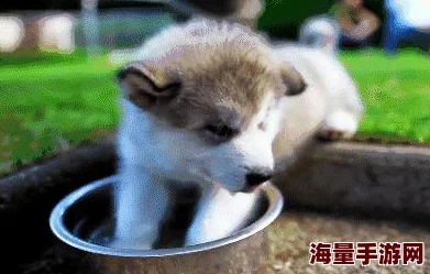一只小嘤嘤近日小嘤嘤在公园里遇到了一只可爱的小狗狗一起玩耍十分开心