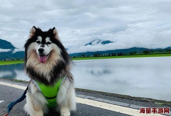 一只小嘤嘤近日小嘤嘤在公园里遇到了一只可爱的小狗狗一起玩耍十分开心