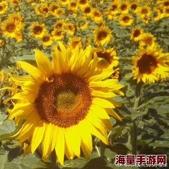 91桃色下载让我们一起追求美好生活，积极向上，拥抱每一天的阳光与希望