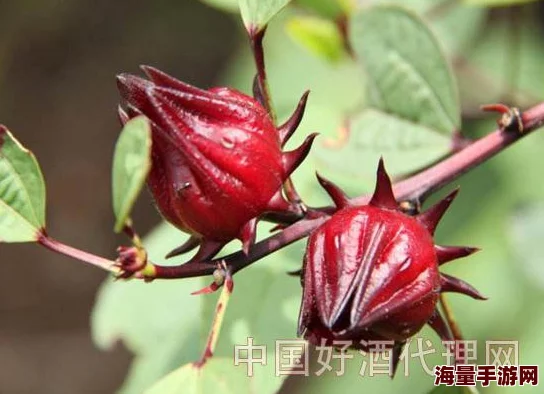 《挺进她的花苞啊太深》低俗露骨，令人不适，充满了性暗示和物化女性的意味