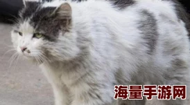 猫之城篁迳月韵表现详解，培养攻略与综合评价全面解析